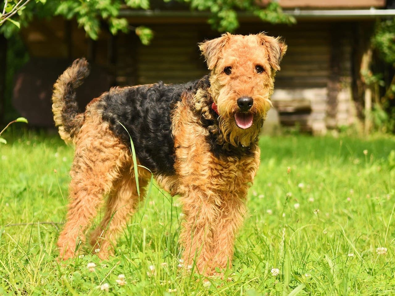 Airedale terrier adulte debout dans l'herbe d'un jardin, chien entier de trois quarts face, selle noire et robe feu, poil dur bouclé, oreilles en V repliées vers l'avant, barbe fournie, queue portée haute, fin collier rouge
