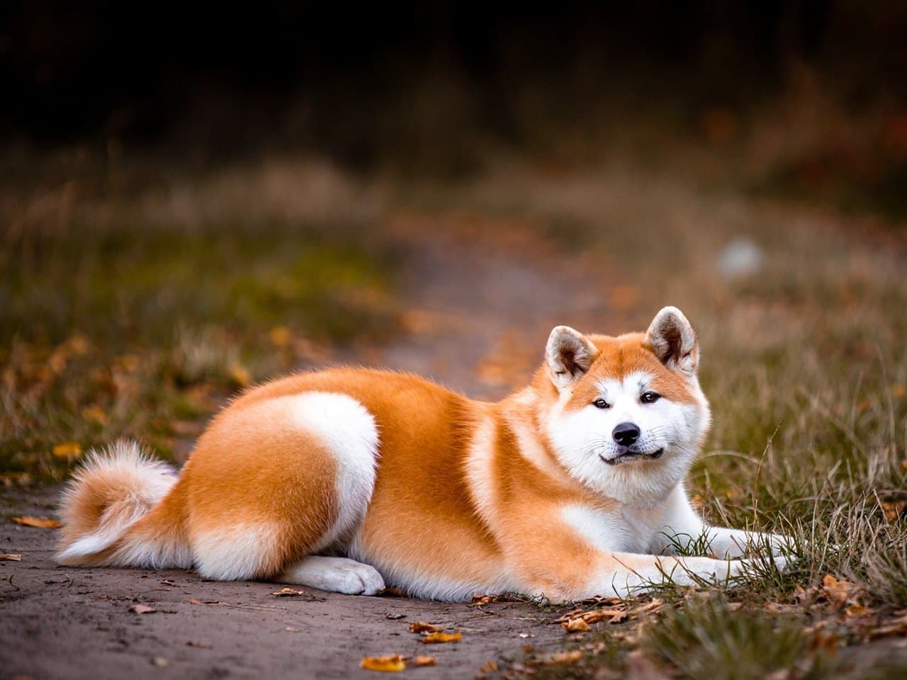 Akita inu adulte rouge-fauve couché de profil sur un chemin de terre en automne, tête tournée vers l'objectif, museau, joues et poitrail blancs, petites oreilles triangulaires dressées, queue épaisse enroulée sur la croupe, feuilles mortes autour