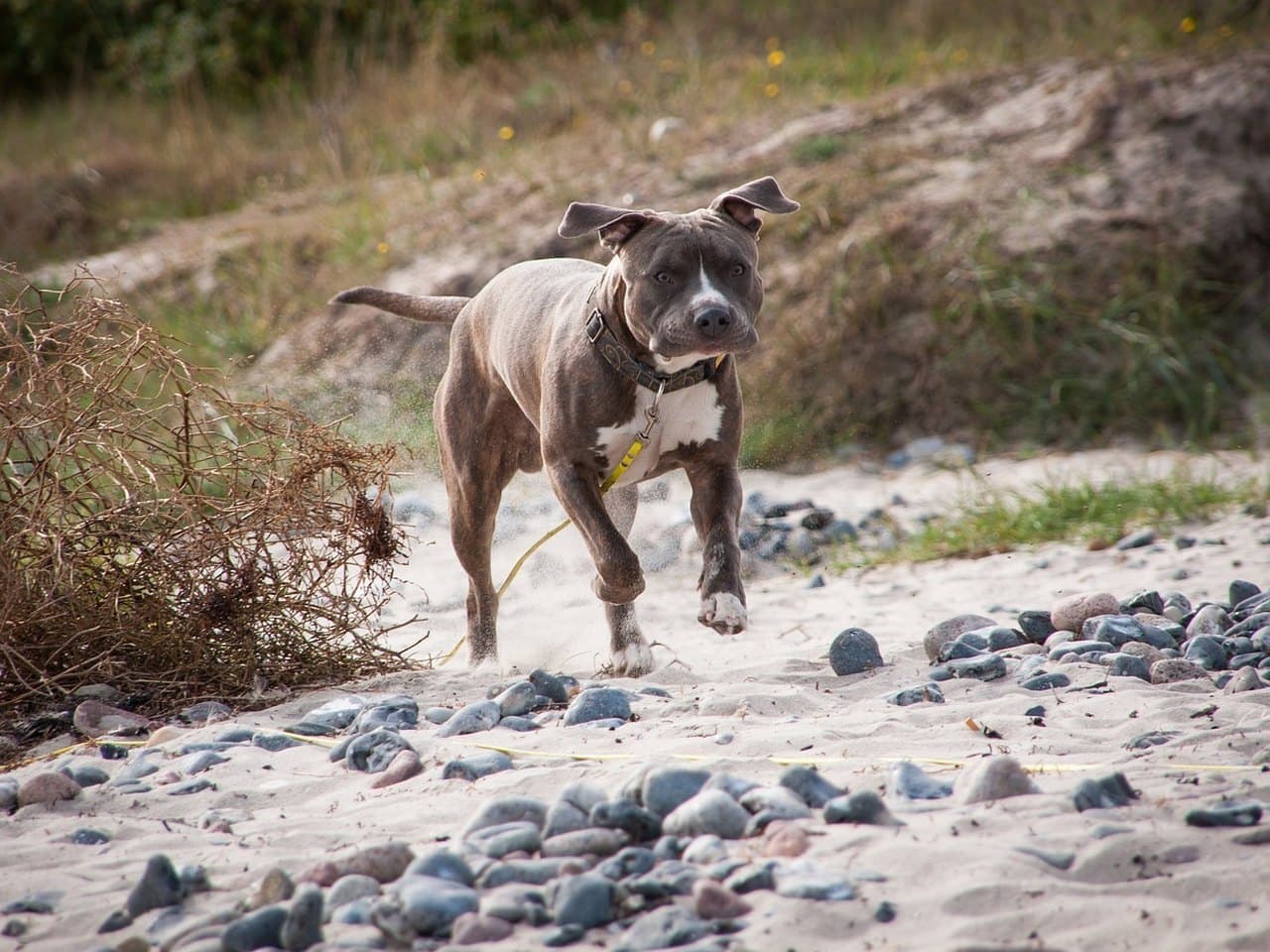 Un american staffordshire terrier adulte bleu et blanc marchant vers l'objectif sur une plage de sable et de galets, chien entier, une antérieure levée en plein pas ; poil ras, oreilles courtes non coupées repliées en rose, tache blanche au poitrail, queue attachée bas s'amenuisant en pointe ; collier de cuir d'où pend une longe jaune qui traîne sur le sable, dune herbeuse derrière lui