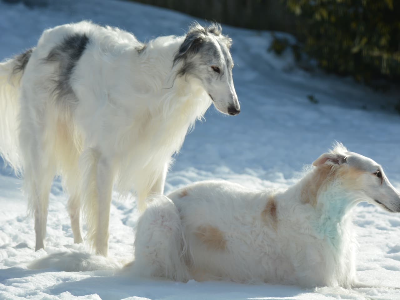 Deux barzoïs blancs dans la neige : l'un debout de trois quarts au premier plan, chien entier sur ses quatre pieds, tête étroite portée haut et longue robe soyeuse ; l'autre couché à côté de lui, museau tourné vers la droite ; sapins sombres et pente enneigée derrière eux