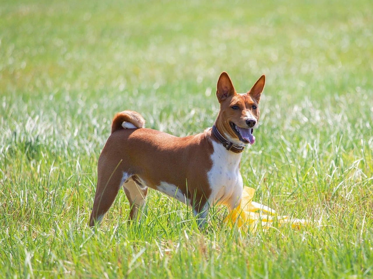 Basenji fauve et blanc debout dans une prairie, oreilles dressées, fouet enroulé sur la croupe, un leurre de course jaune posé dans l'herbe derrière lui