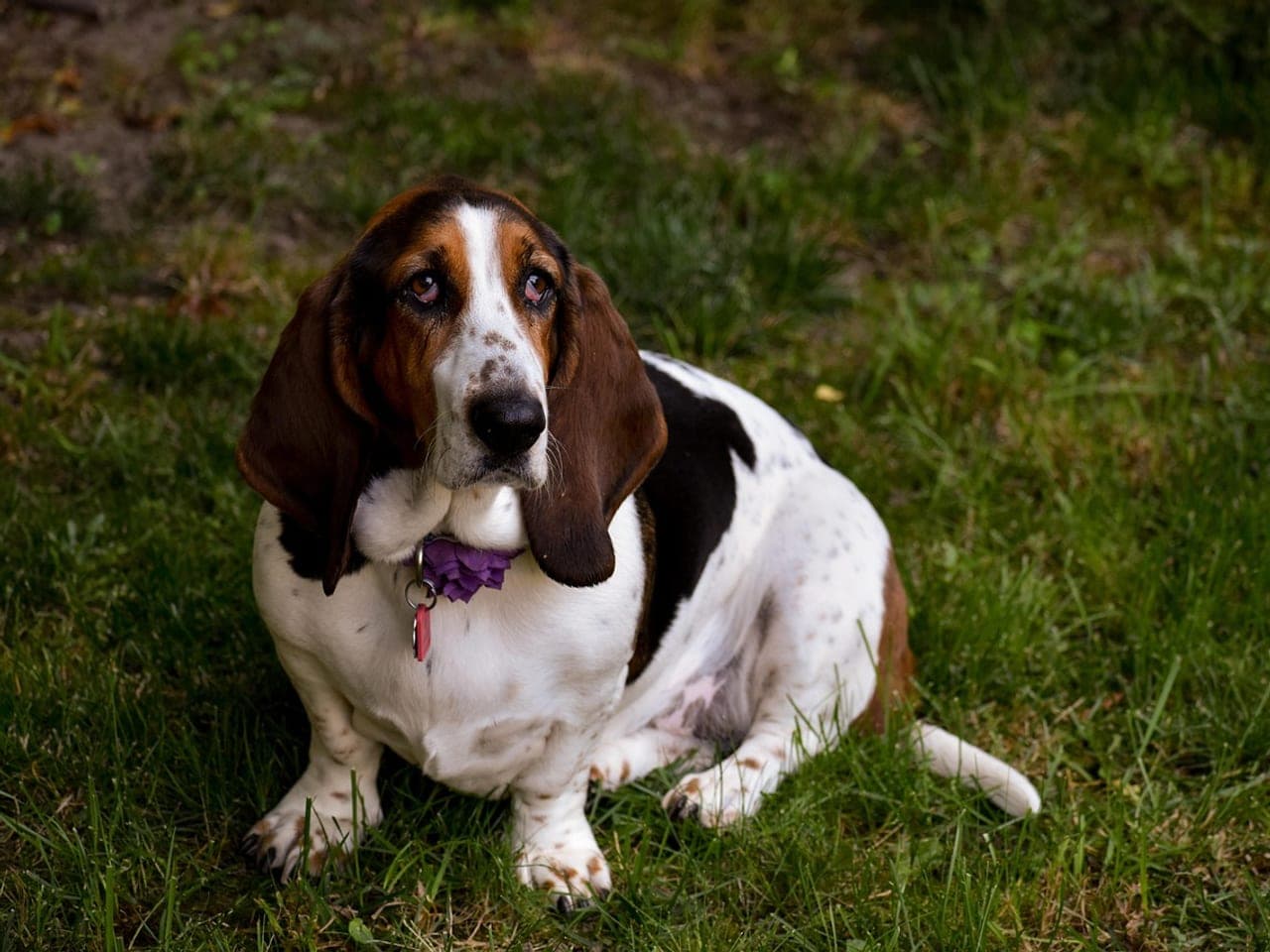 Basset Hound adulte tricolore assis dans l'herbe, corps long et bas posé sur des pattes courtes et fortes, oreilles très longues tombant sous la mâchoire, peau du cou plissée, collier fin à médaille et fleur violette