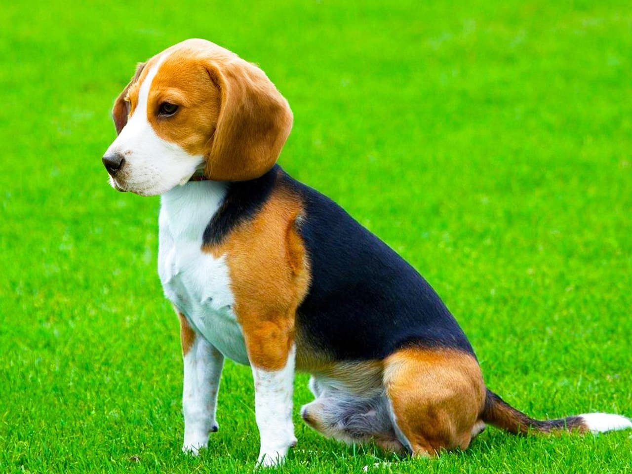 Beagle tricolore adulte assis de profil dans l'herbe, manteau noir sur le dos, tête et longues oreilles tombantes fauves, fouet dressé à pointe blanche