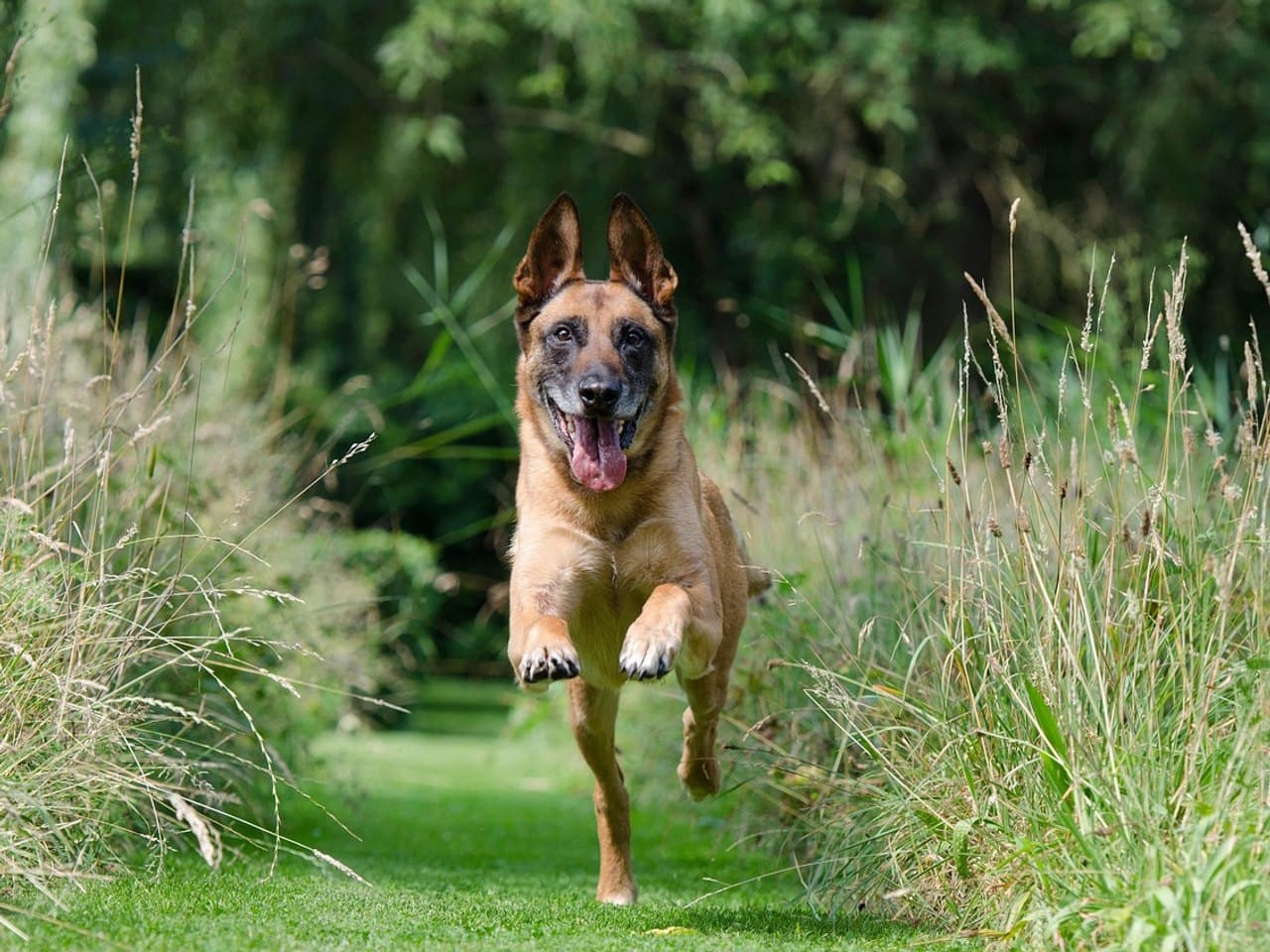 Malinois fauve à masque noir courant vers l'objectif sur une allée d'herbe tondue, les quatre pattes en l'air, gueule ouverte et oreilles droites, entre deux bordures de hautes herbes