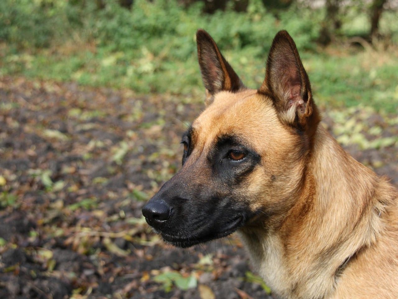 Malinois fauve vu de trois quarts en buste dans un sous-bois, poil ras, masque noir couvrant le museau et le tour des yeux, oreilles droites bien dressées