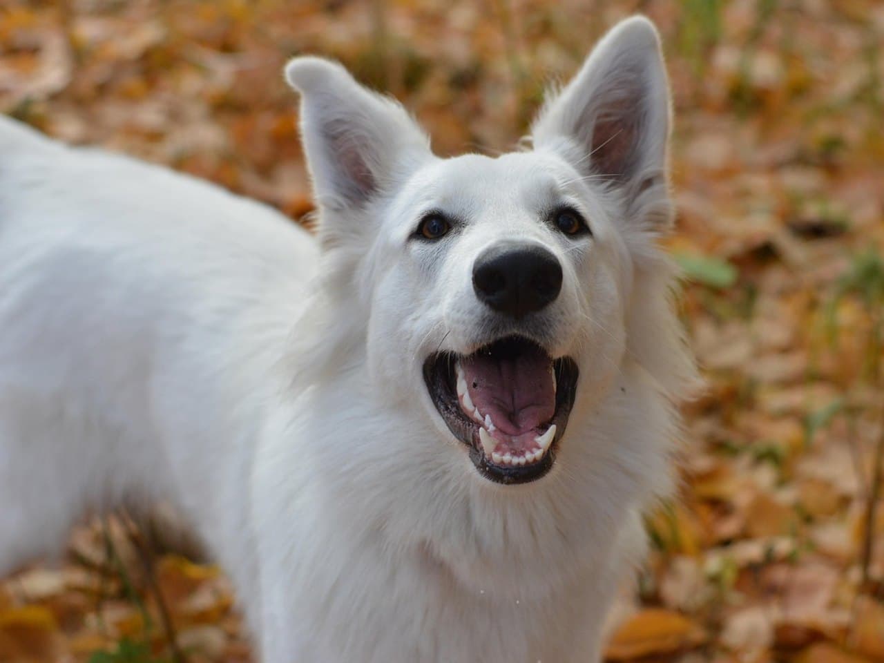 Berger Blanc Suisse adulte debout de trois quarts dans un sous-bois d'automne, robe entièrement blanche, grandes oreilles dressées, truffe et bord des paupières noirs, yeux bruns en amande, gueule ouverte, fond de feuilles mortes rousses flou