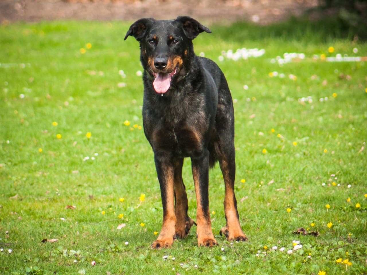 Berger de Beauce adulte noir et feu debout de face dans une prairie fleurie, chien entier, oreilles naturelles tombantes, deux points feu au-dessus des yeux et marques feu aux quatre membres, gueule ouverte
