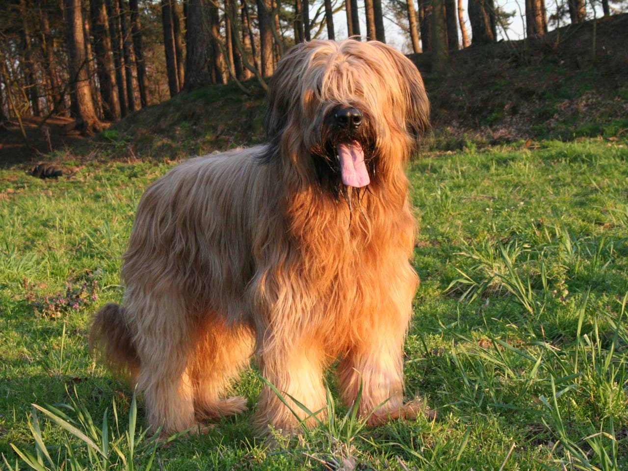 Un berger de Brie adulte fauve doré debout de trois quarts face dans une prairie, chien entier sur ses quatre pieds, gueule ouverte et langue sortie ; long poil ondulé retombant sur tout le corps, franges couvrant les oreilles et voilant les yeux, queue portée basse terminée par un léger crochet ; troncs de pins et talus herbeux derrière lui, dans une lumière rasante de fin de journée