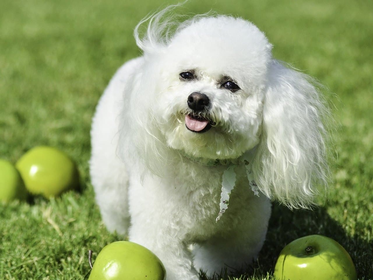 Un bichon à poil frisé adulte entièrement blanc debout de trois quarts face sur une pelouse, la gueule ouverte et la langue sortie ; tête arrondie au poil tondu en boule, yeux et truffe noirs formant un triangle net sur le blanc, une oreille soulevée par le vent, poil bouclé serré sur le corps ; trois pommes vertes posées dans l'herbe aux bords du cadre
