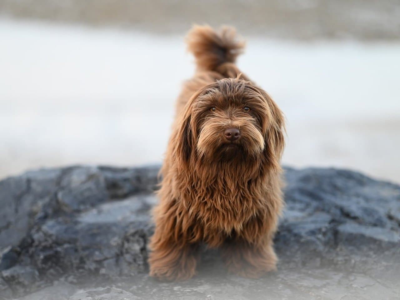 Un bichon havanais adulte brun havane debout de face sur un rocher sombre, chien entier sur ses quatre pieds ; poil très long tombant jusqu'aux pieds et non égalisé, mèches ondulées sur le corps, frange retombant devant les yeux, queue relevée et enroulée sur le dos avec sa frange soyeuse, ni collier ni laisse ; fond clair et flou de plage