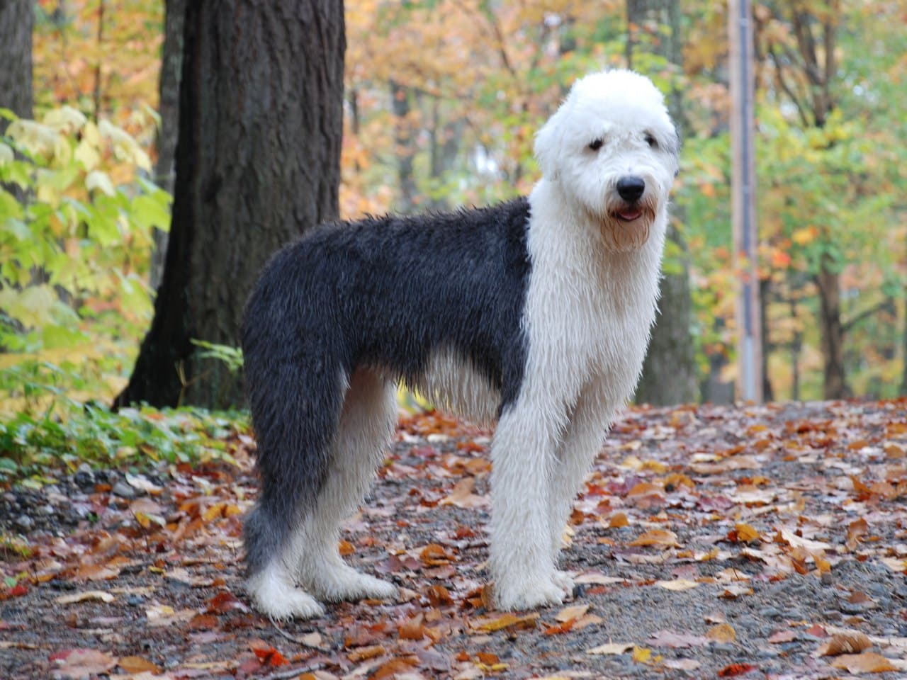 Un bobtail gris et blanc debout de profil droit sur un chemin forestier couvert de feuilles mortes, chien entier sur ses quatre pieds, la tête tournée vers l'objectif ; sa tête, son encolure et ses antérieurs sont blancs, son dos et sa croupe gris ardoise, et son poil est long, plaqué par l'humidité, ce qui laisse voir un corps trapu et bas sur pattes ; futaie d'automne derrière lui