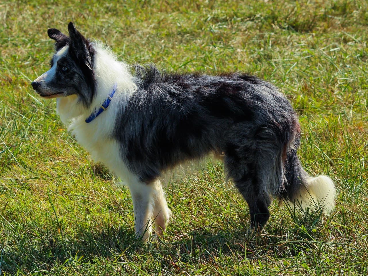 Border collie bleu merle et blanc au poil mi-long, debout de profil dans l'herbe, chien entier, œil bleu clair, oreilles semi-dressées, queue basse à extrémité blanche, collier bleu