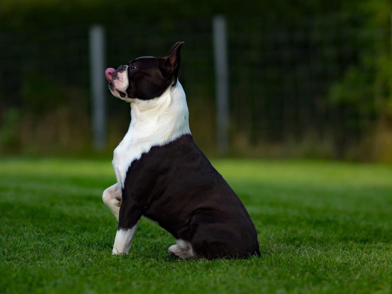 Un boston terrier adulte noir et blanc assis de profil gauche sur une pelouse tondue, chien entier, la tête levée et la langue passant sur la truffe ; bande blanche autour du museau, liste blanche entre les yeux, poitrail et antérieurs blancs sur un corps noir, oreilles dressées naturelles, queue courte ; grillage vert flou derrière lui
