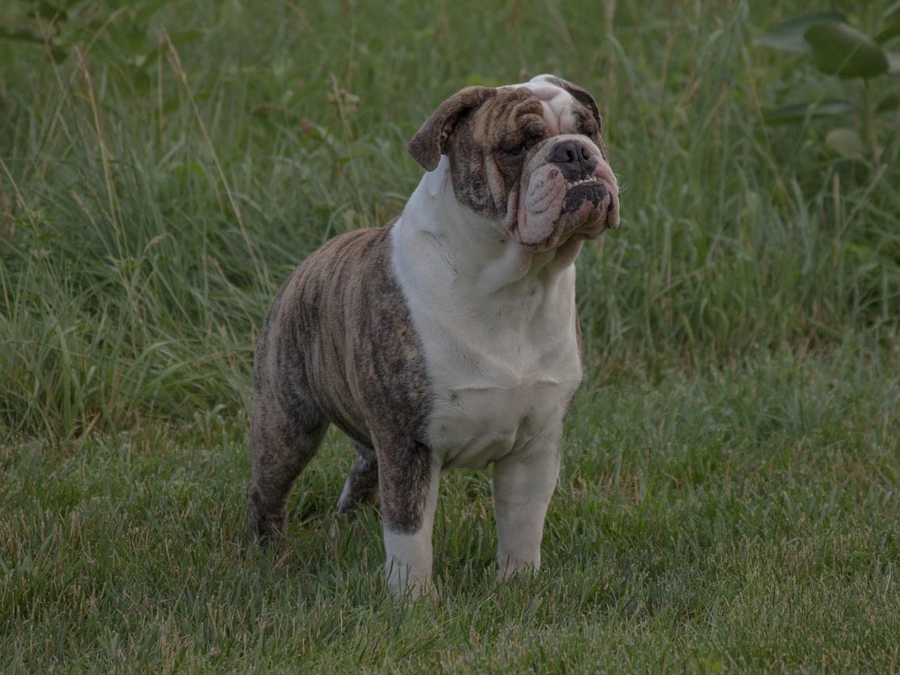 Bouledogue Anglais adulte bringé et blanc debout de trois quarts dans une prairie, poitrail large et arrière-train étroit, tête massive et plissée, oreilles en rose, narines nettement ouvertes, mâchoire inférieure prognathe, queue courte
