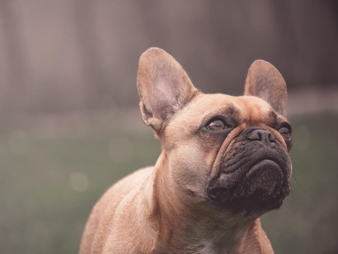 Bouledogue français fauve adulte, museau noir et plissé, ses deux oreilles droites de chauve-souris éclairées à contre-jour