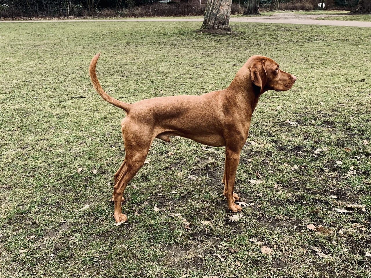 Un braque hongrois à poil court adulte, robe froment doré uniforme, debout de profil droit sur une pelouse d'hiver, chien entier sur ses quatre pieds, la tête tournée vers l'avant ; poil ras et luisant, oreilles tombantes en V arrondi plaquées contre les joues, truffe de la couleur de la robe, queue relevée en sabre ; feuilles mortes dans l'herbe rase et tronc d'arbre nu derrière lui