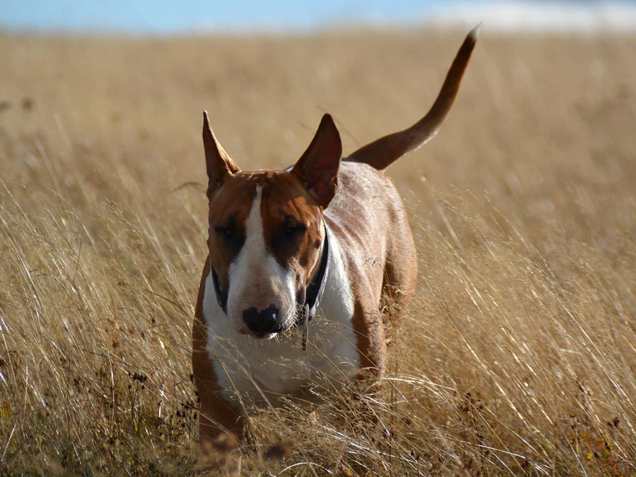 Bull Terrier adulte roux et blanc marchant vers l'objectif dans des herbes hautes et sèches, tête ovoïde au chanfrein descendant, petites oreilles dressées, yeux sombres et étroits, queue fine portée haute, fin collier noir