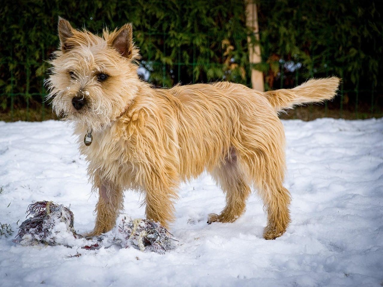 Un cairn terrier adulte froment debout de profil droit sur la neige, chien entier sur ses quatre pieds, la tête tournée vers l'objectif ; poil dur, long et ébouriffé, petites oreilles pointues dressées, museau grisonnant poudré de neige, queue courte bien garnie portée à l'horizontale sans se recourber sur le dos ; collier à médaille ronde, haie de conifères et grillage derrière lui
