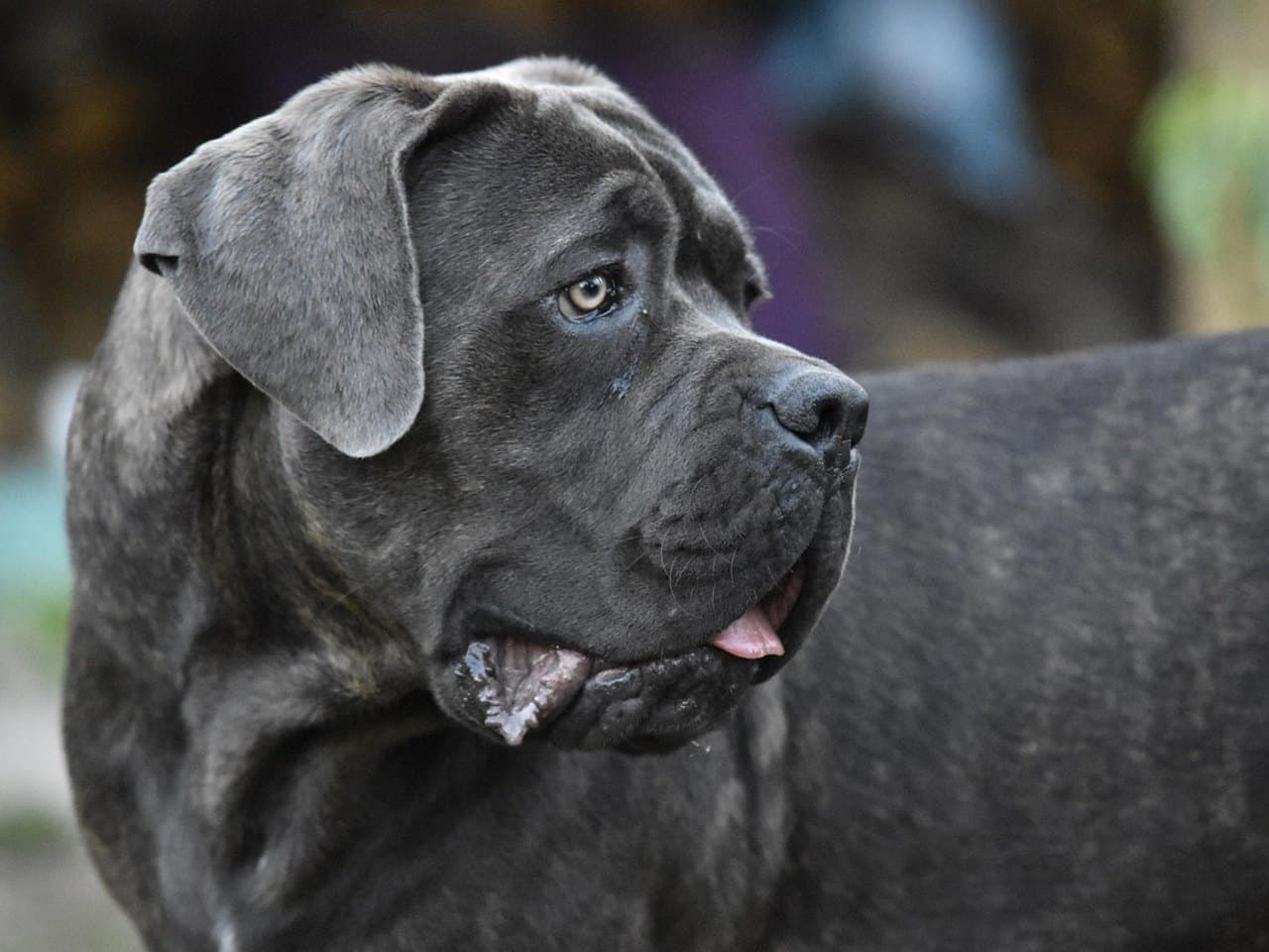 Cane corso adulte gris ardoise légèrement bringé, tête et poitrail vus de trois quarts, oreilles naturelles triangulaires tombant le long des joues, museau court et carré, œil ambre, arrière-plan flou