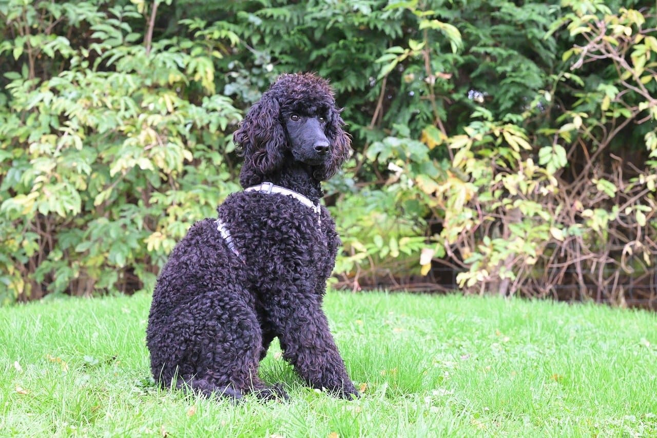 Grand caniche noir assis dans l'herbe devant un buisson