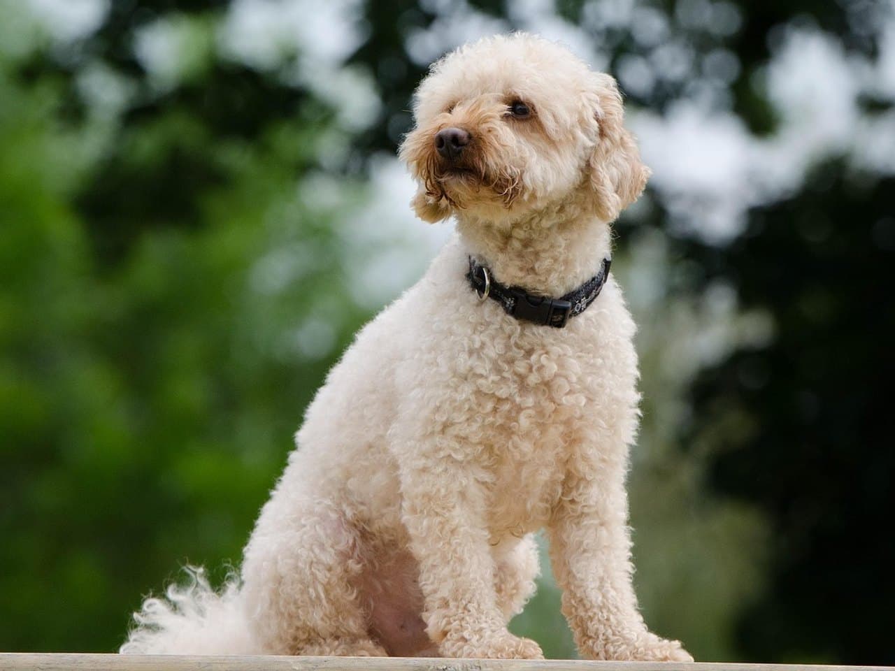 Caniche crème assis sur une planche de bois, collier noir, poil bouclé non tondu, feuillage vert flou en arrière-plan