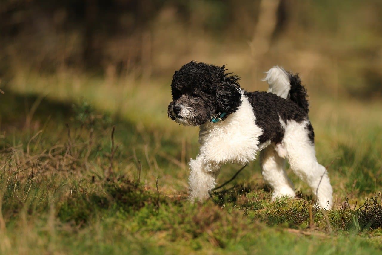 Caniche nain noir et blanc trottant dans un pré