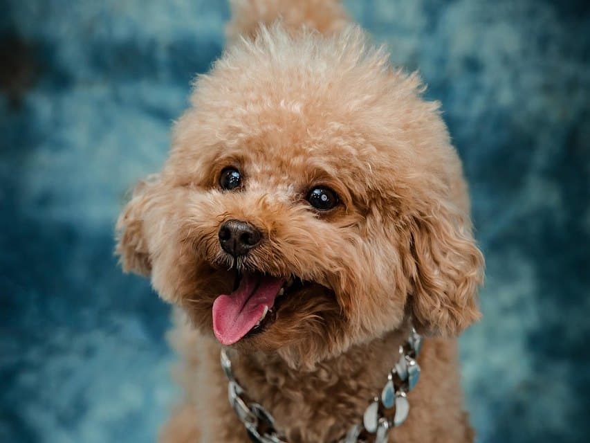 Tête d'un caniche toy abricot, gueule ouverte et langue sortie, grosse chaîne au cou, sur fond bleu de studio