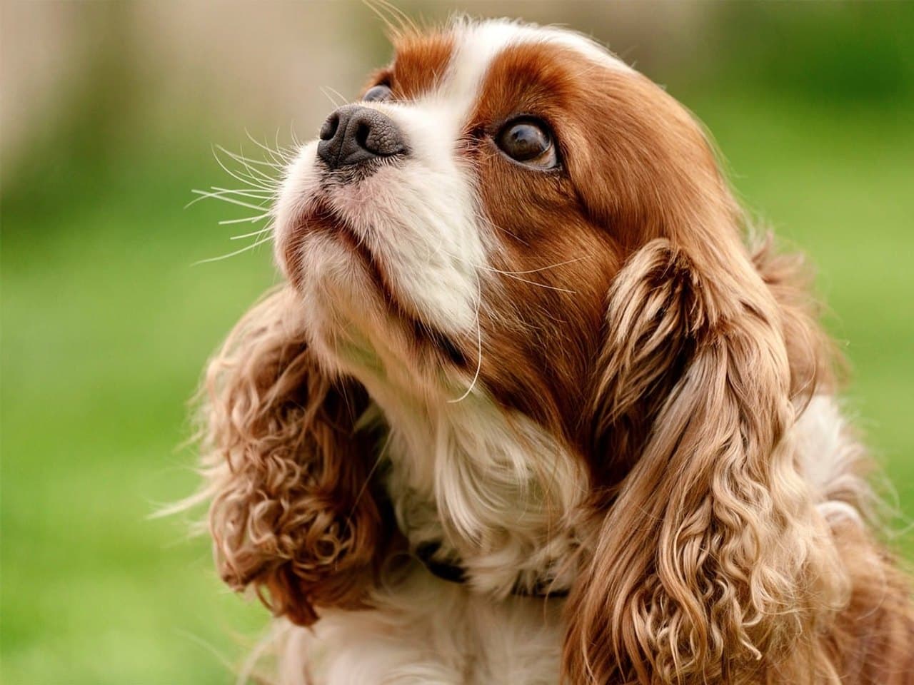 Cavalier king charles blenheim adulte, marron et blanc, tête levée de trois quarts devant une pelouse floue, longues oreilles frangées
