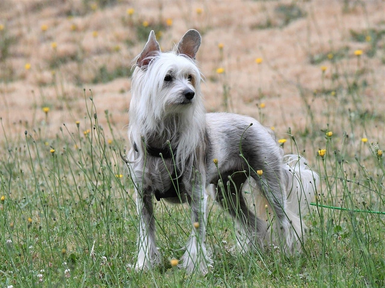Un chien chinois à crête adulte de la variété nue, debout de trois quarts face dans une prairie de boutons d'or, chien entier sur ses quatre pieds ; peau grise nue sur le corps, longue crête blanche retombant de la tête, oreilles dressées frangées de longs poils, chaussettes blanches aux pieds et plumet à la queue, fin collier noir ; hautes herbes devant les membres et talus sec derrière lui