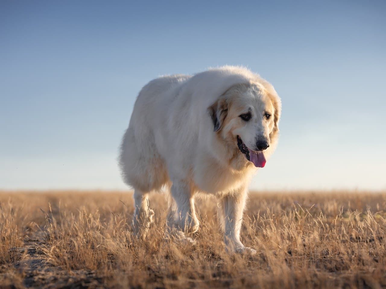 Chien de montagne des Pyrénées adulte blanc marchant vers l'objectif dans une herbe sèche de fin de journée, chien entier, taches grises autour des yeux et sur les oreilles, museau et truffe noirs, sans collier