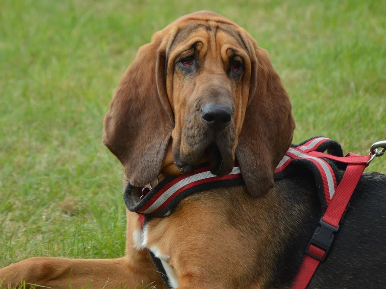Chien de Saint-Hubert adulte noir et feu couché dans l'herbe, tête de trois quarts, front creusé de plis, très longues oreilles tombantes, paupières inférieures relâchées, harnais rouge et gris sur le poitrail