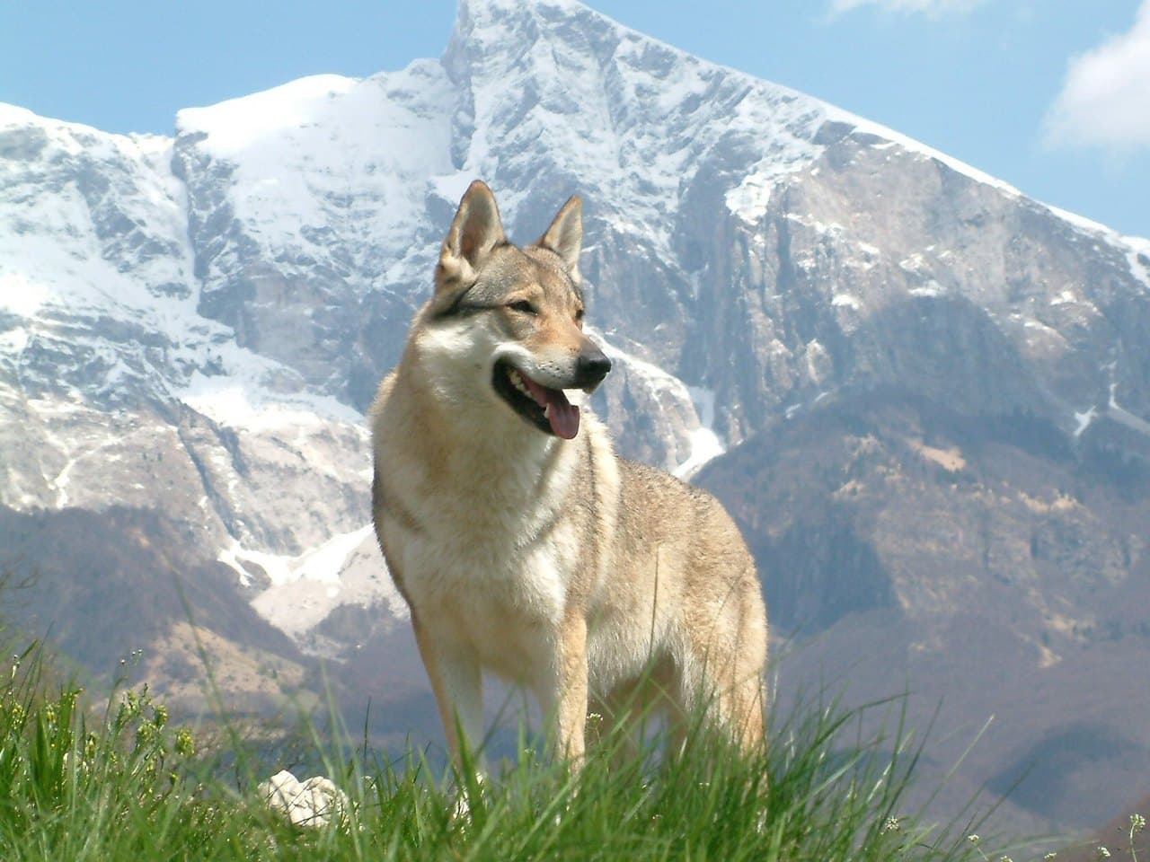 Un chien loup tchécoslovaque adulte gris-jaune debout dans une prairie d'altitude, de trois quarts face, la gueule ouverte et la tête tournée vers la droite ; masque clair autour du museau et des joues, oreilles courtes triangulaires bien dressées, poitrail et antérieurs dégagés, arrière-main dans l'herbe haute ; sommet enneigé et ciel bleu derrière lui, ni collier ni laisse