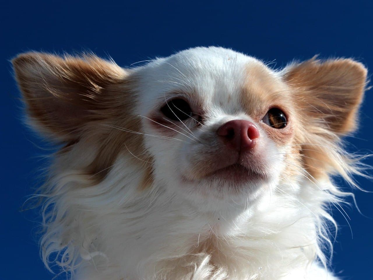 Chihuahua à poil long crème et fauve, museau levé sur fond de ciel bleu, ses deux grandes oreilles frangées bien droites