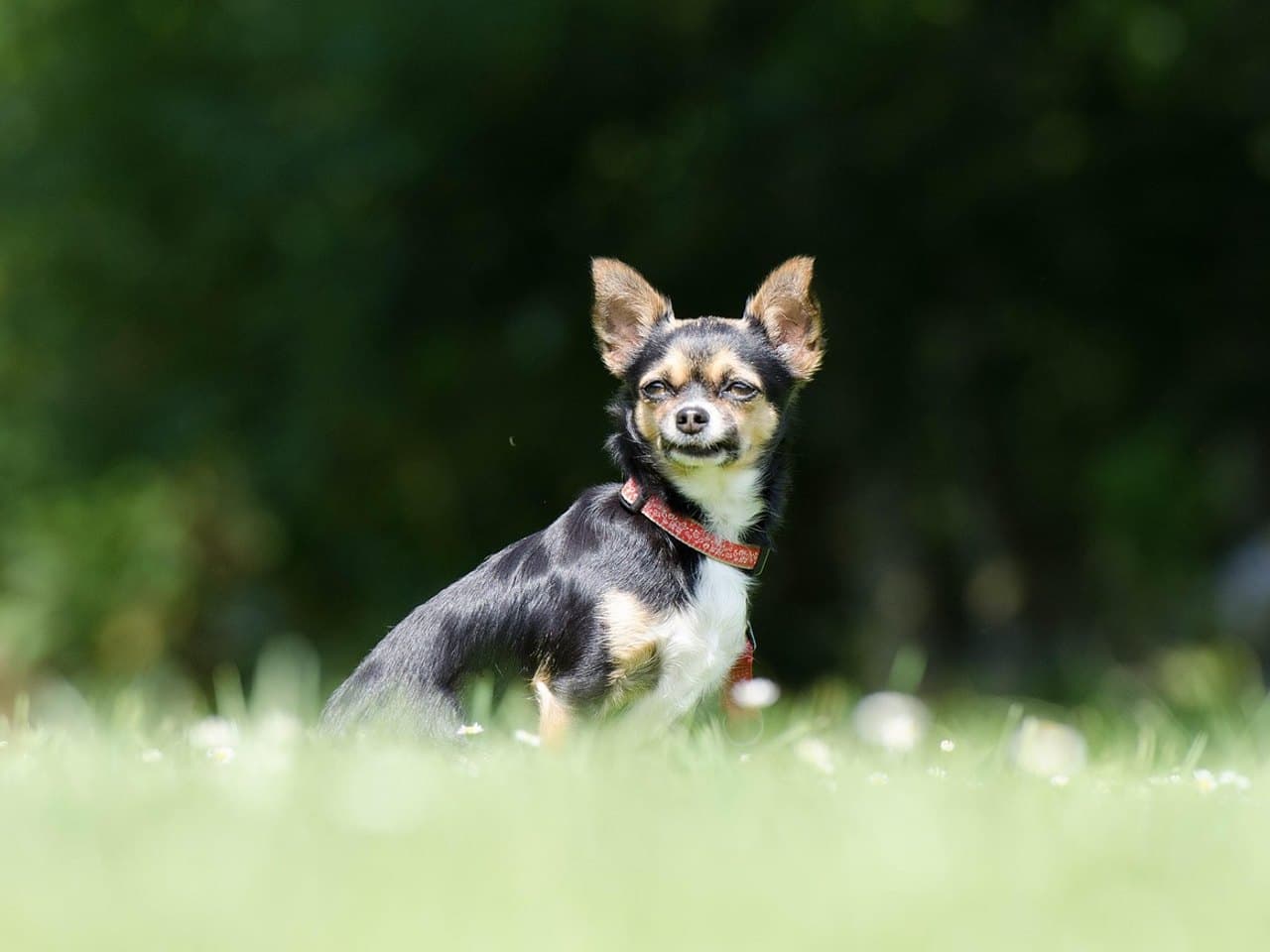 Chihuahua à poil ras noir et feu assis dans une prairie fleurie, grandes oreilles droites, collier rouge
