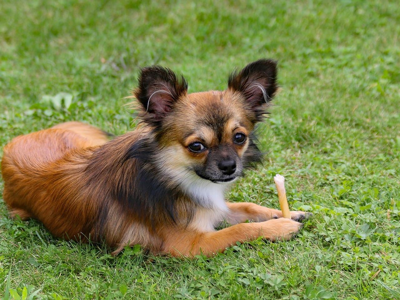 Chihuahua à poil long fauve couché dans l'herbe, longues franges aux oreilles, un bâtonnet entre les pattes