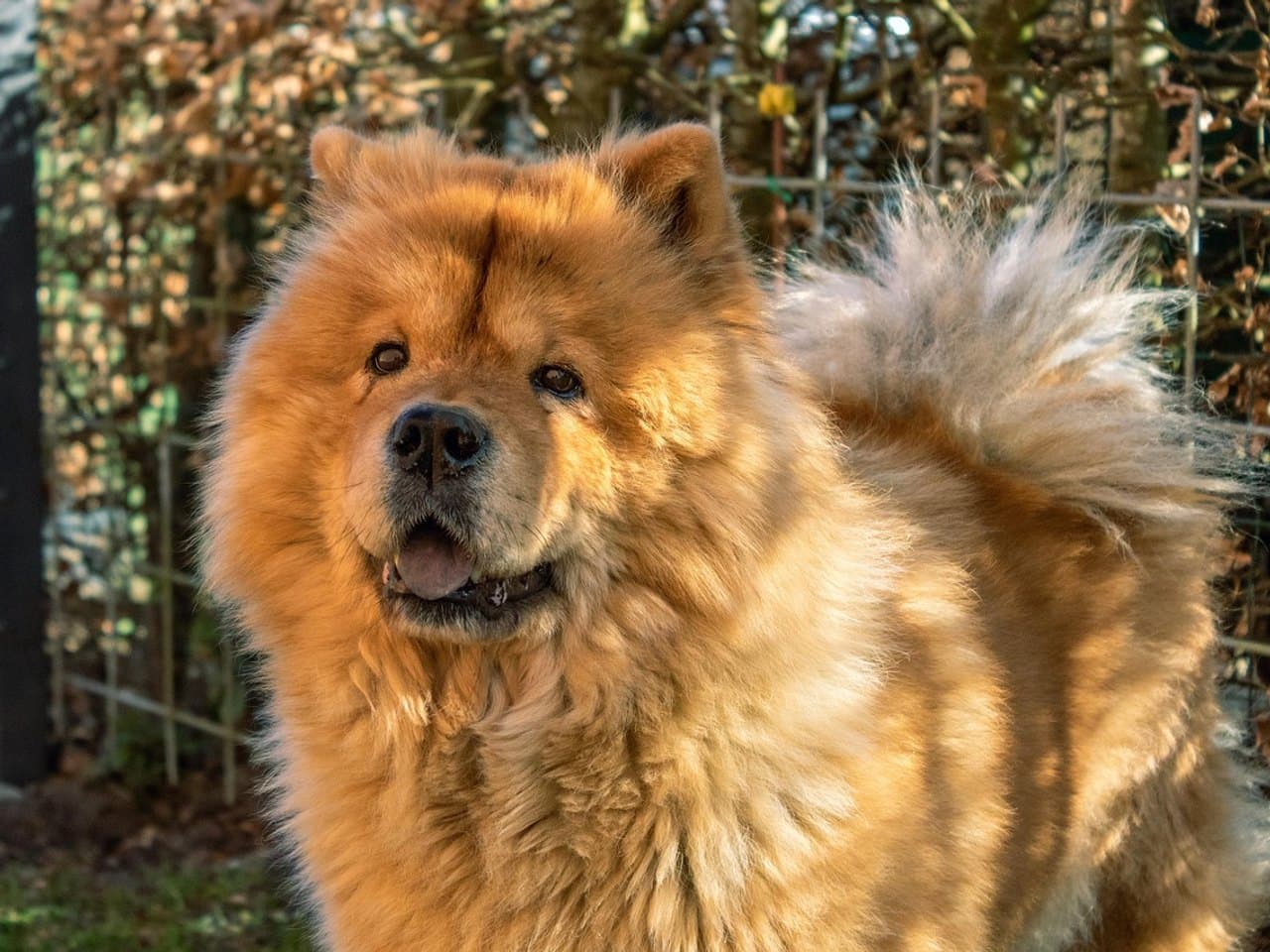 Chow-chow roux adulte de face, épaisse crinière autour du cou, petites oreilles rondes, langue sombre visible et fouet touffu enroulé sur le dos