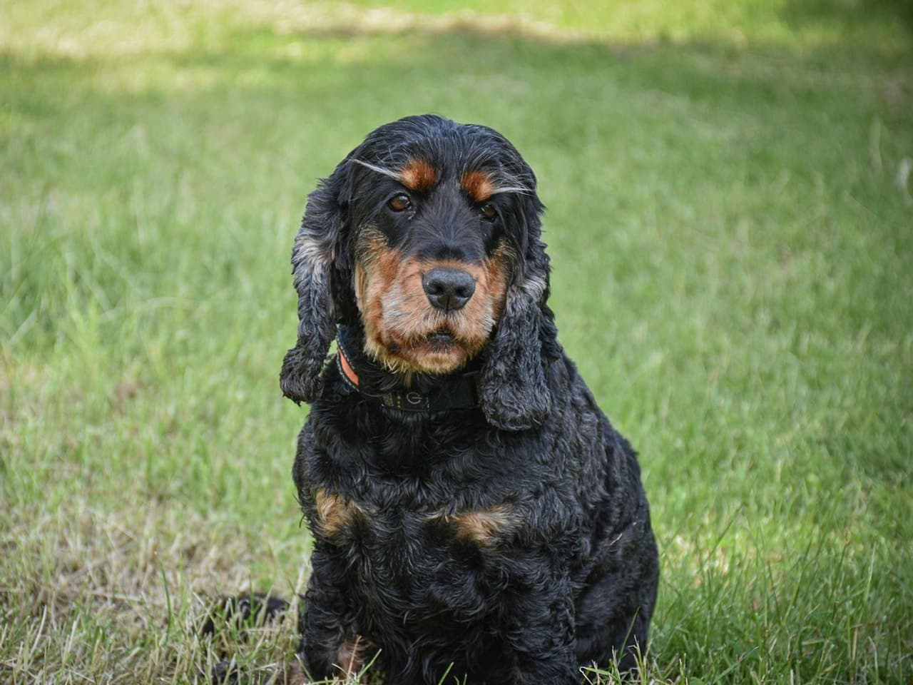 Cocker anglais noir et feu assis dans l'herbe, longues oreilles tombantes couvertes de poil ondulé, marques feu au-dessus des yeux et sur le museau