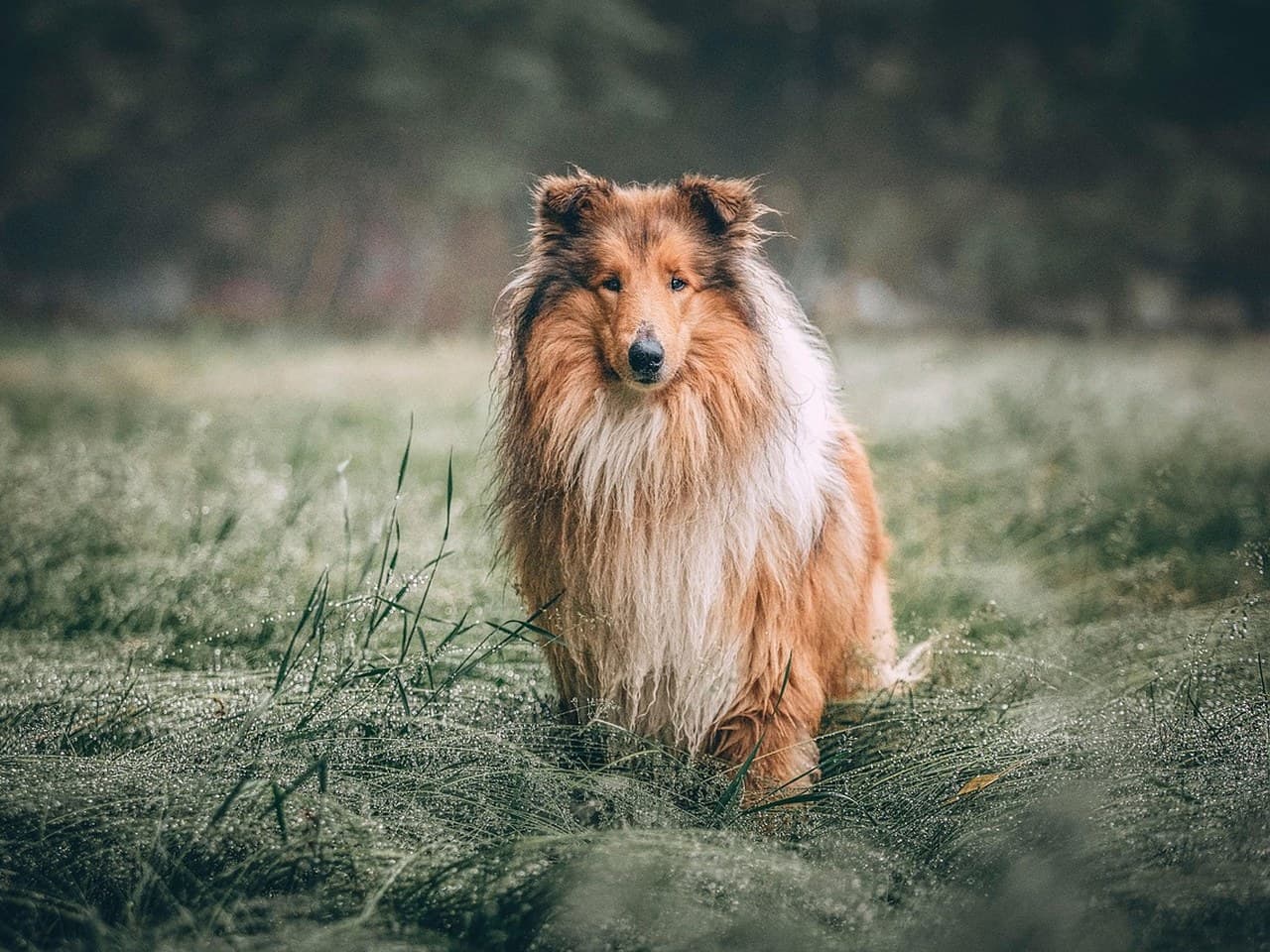 Colley à poil long adulte zibeline et blanc debout de face dans une prairie couverte de rosée, chien entier, crinière et jabot blancs abondants, tête en coin allongée, oreilles dressées aux pointes retombantes, sans collier