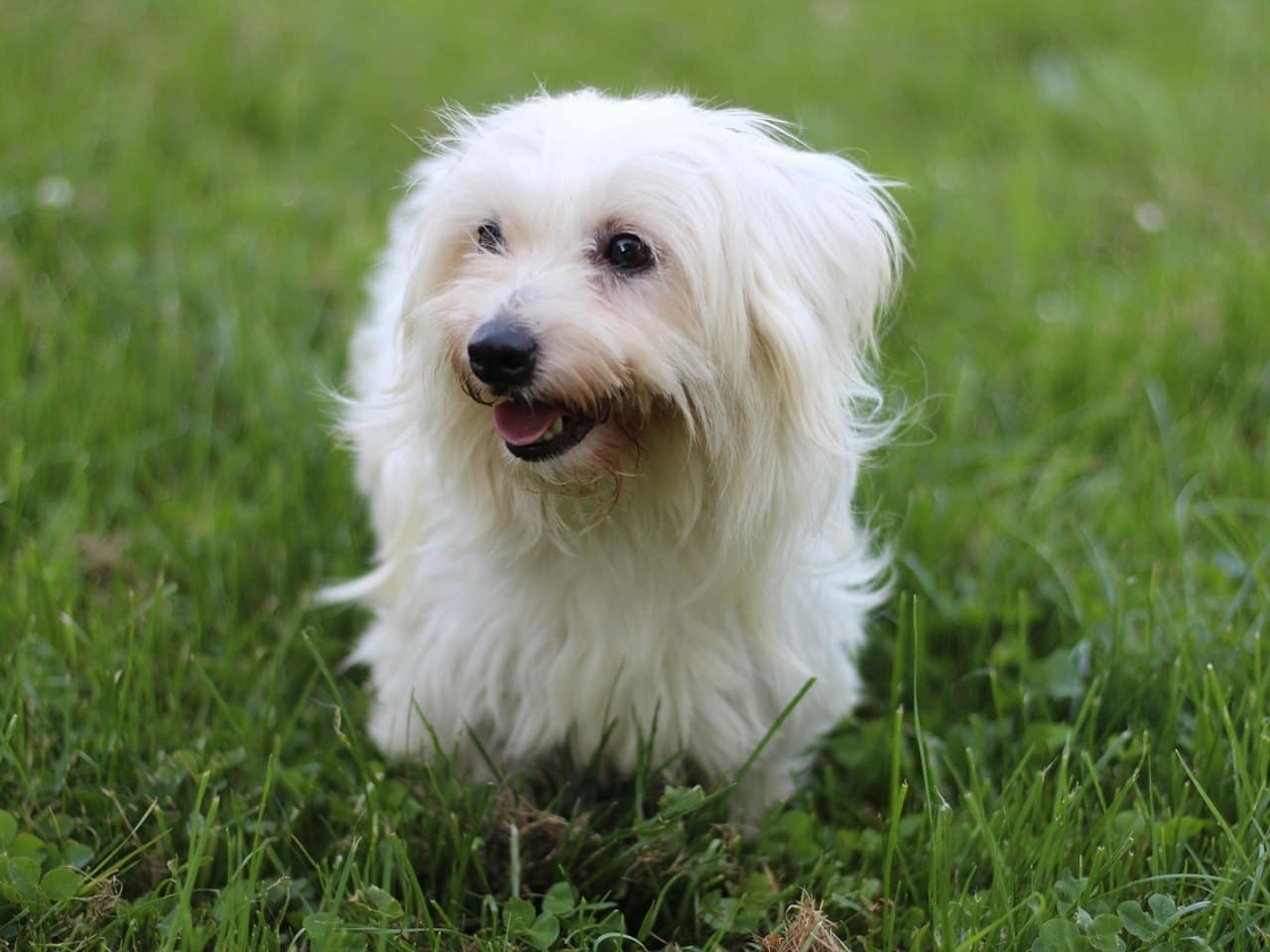 Coton de Tuléar adulte blanc assis dans l'herbe, poil long et floconneux qui se détache du corps, oreilles tombantes bien frangées, truffe noire, yeux ronds foncés, gueule entrouverte, fond de prairie verte flou