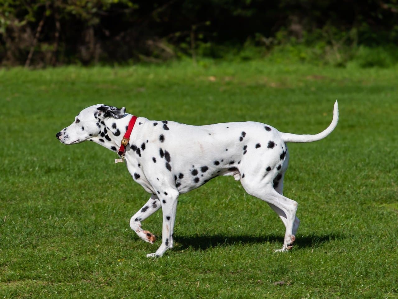 Dalmatien adulte vu de profil, trottant sur une pelouse tondue, robe blanche à taches noires rondes bien détachées, oreille tombante attachée haut, fouet porté en légère courbe montante, collier rouge avec une médaille en forme d'os, haie sombre floue à l'arrière-plan