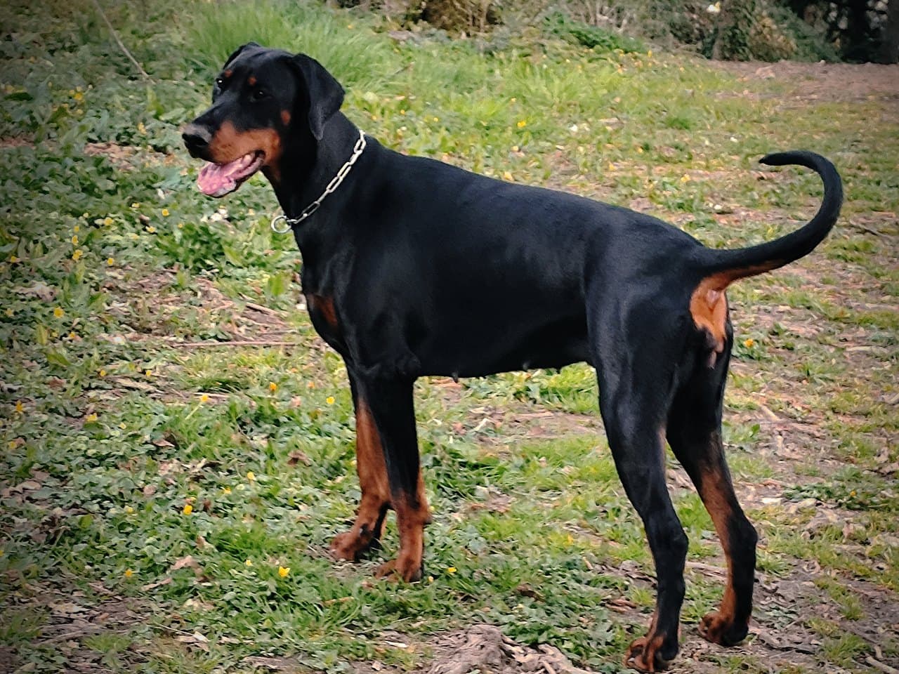 Dobermann noir et feu debout de profil dans l'herbe, gueule ouverte, oreilles naturelles tombantes et longue queue relevée en courbe, marques feu au-dessus des yeux, sur le museau, le poitrail et les pattes