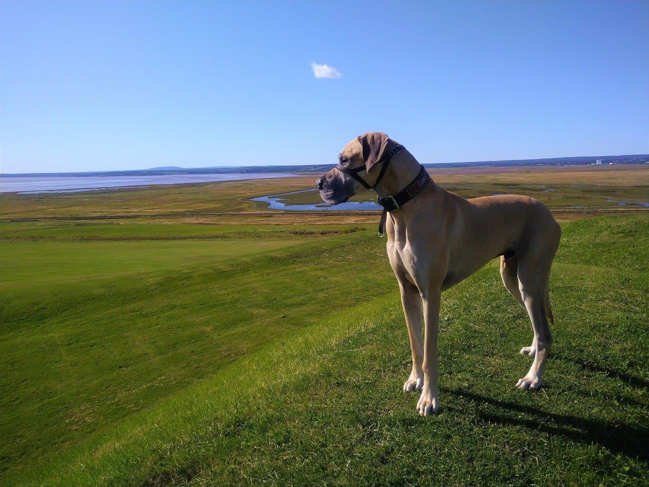 Dogue Allemand adulte fauve au masque sombre debout de profil sur un talus d'herbe, chien entier sur ses quatre pieds, tête tournée vers l'objectif, poil ras, collier sombre, estuaire et grand ciel derrière lui