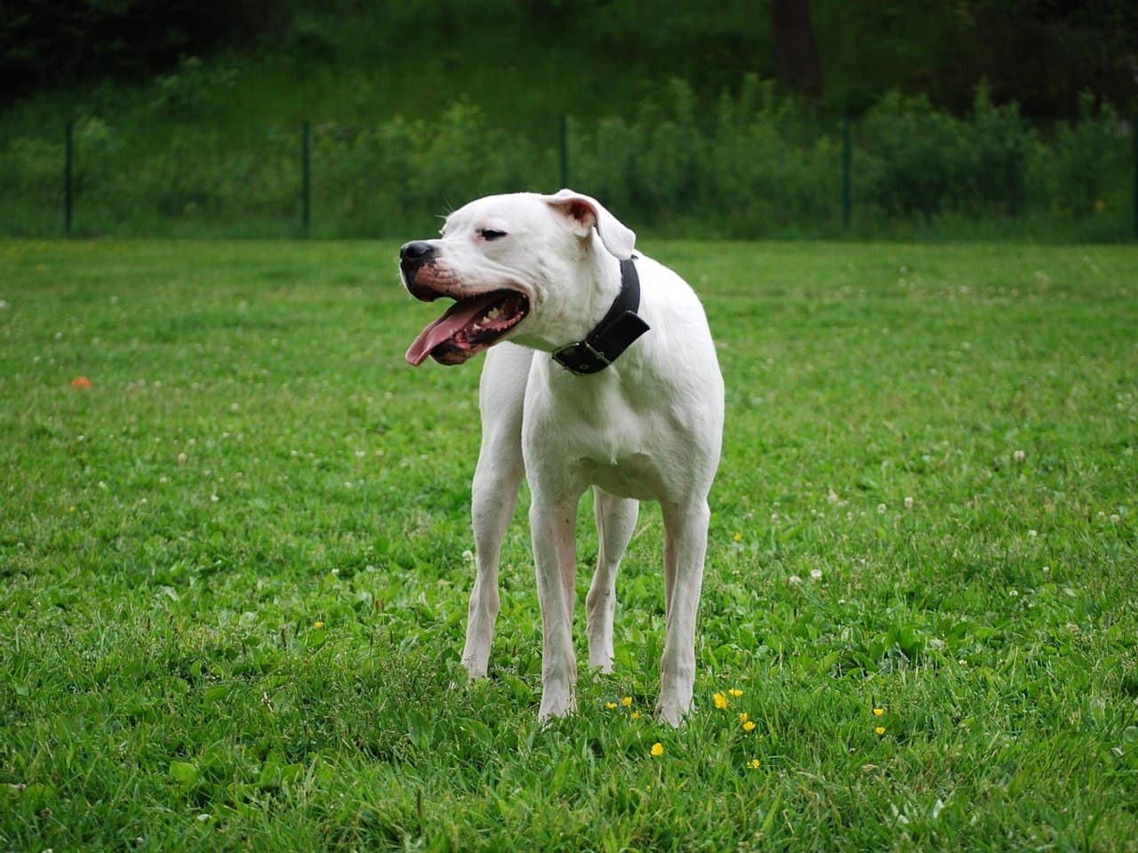 Un dogue argentin entièrement blanc debout dans une prairie, chien entier sur ses quatre pieds, de trois quarts avant, gueule ouverte et langue sortie ; sa musculature d'épaule et de cuisse est nettement dessinée, ses oreilles tombantes sont naturelles et non coupées, et il porte un large collier de cuir noir ; grillage et fourré vert derrière lui