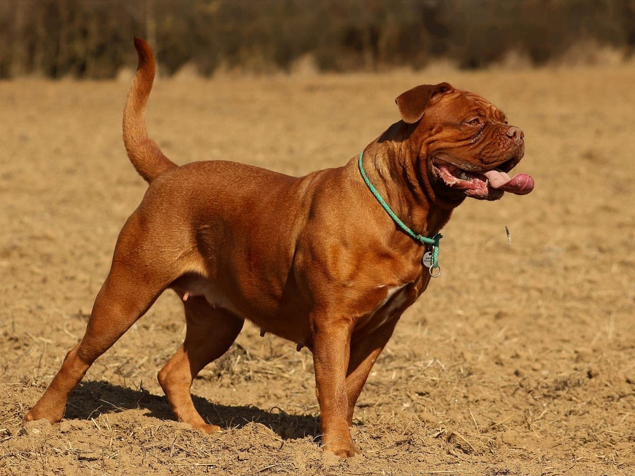 Dogue de Bordeaux adulte de profil sur un champ labouré, robe acajou unicolore, tête massive au museau très court, masque et truffe bruns, petites oreilles tombantes, fin collier de corde verte, queue portée haute, langue sortie