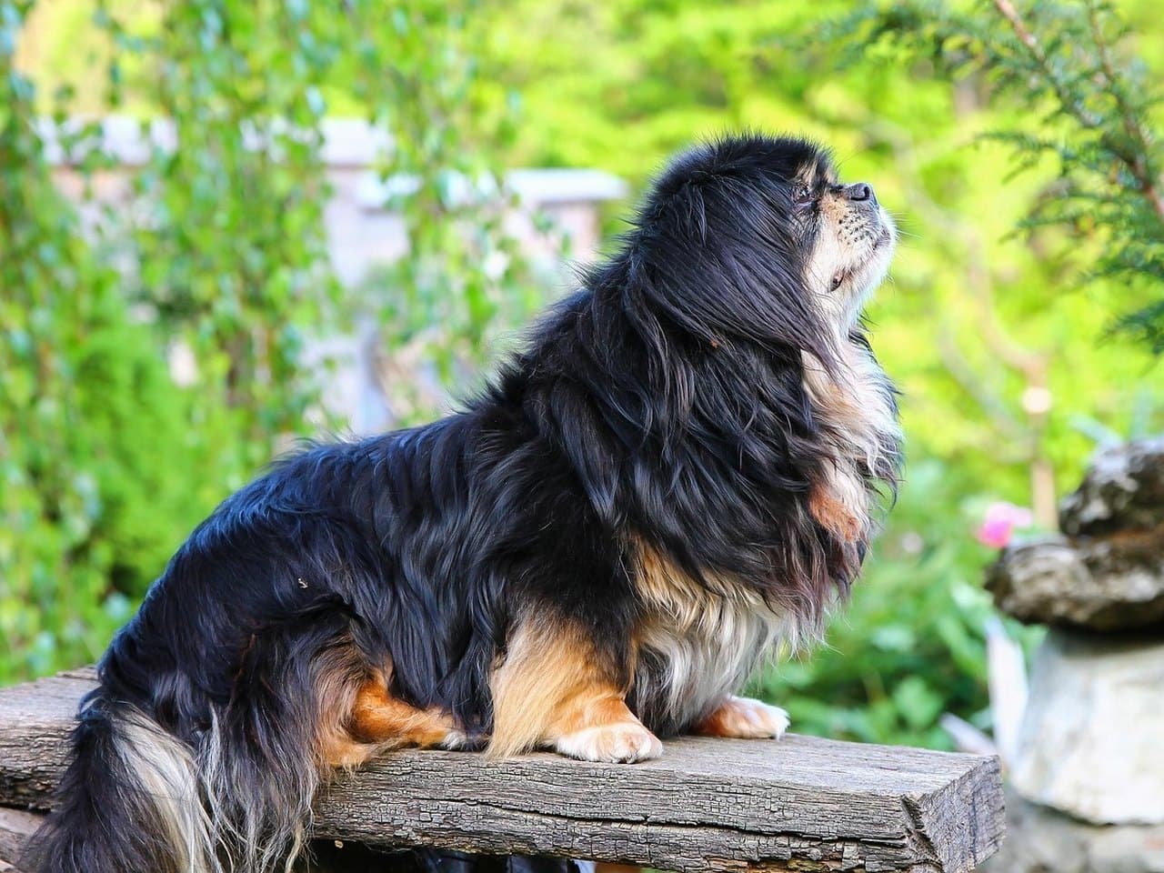 Un épagneul tibétain adulte noir et feu debout de profil gauche sur une planche de bois usée, dans un jardin au printemps, chien entier sur ses quatre pieds, la tête levée vers le haut ; crinière fournie à l'encolure, oreilles pendantes bien frangées, marques feu aux membres et au poitrail, queue en panache retombante, ni collier ni laisse ; feuillages verts et rocaille derrière lui