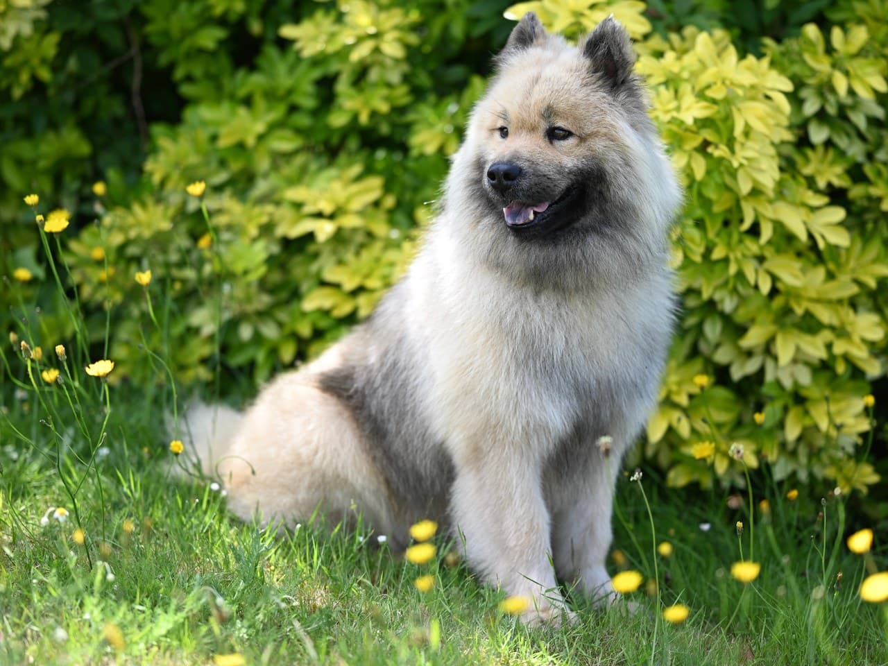Eurasier adulte gris-fauve assis dans l'herbe devant un buisson clair, chien entier, épaisse collerette, oreilles dressées triangulaires, masque et museau sombres, sans collier ni harnais, pissenlits au premier plan