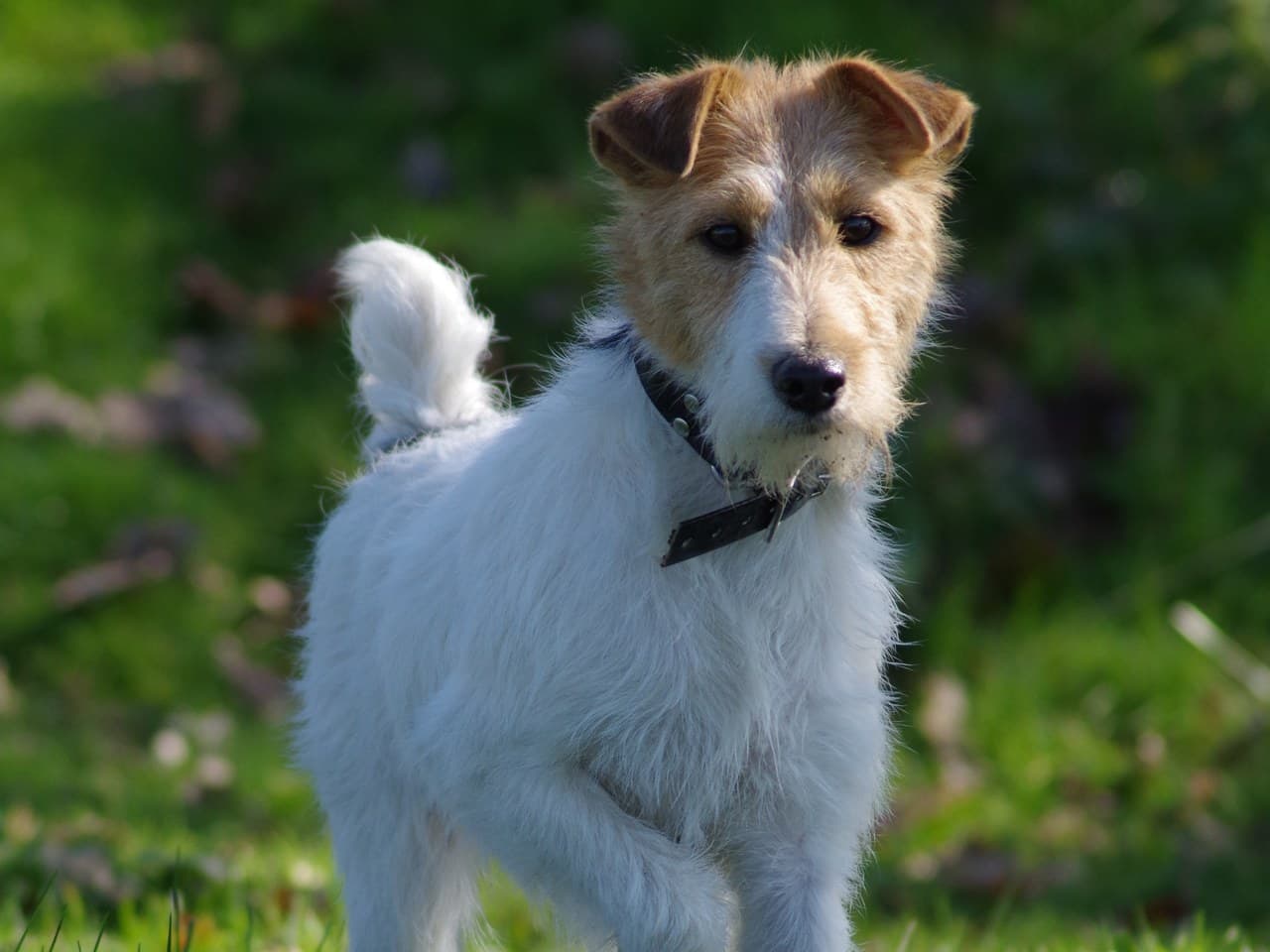 Fox-Terrier à Poil Dur adulte debout dans l'herbe, buste et tête de trois quarts, robe blanche dominante et tête fauve, poil dur non toiletté, petites oreilles en V repliées vers l'avant, barbe fournie, queue portée droite, collier de cuir noir