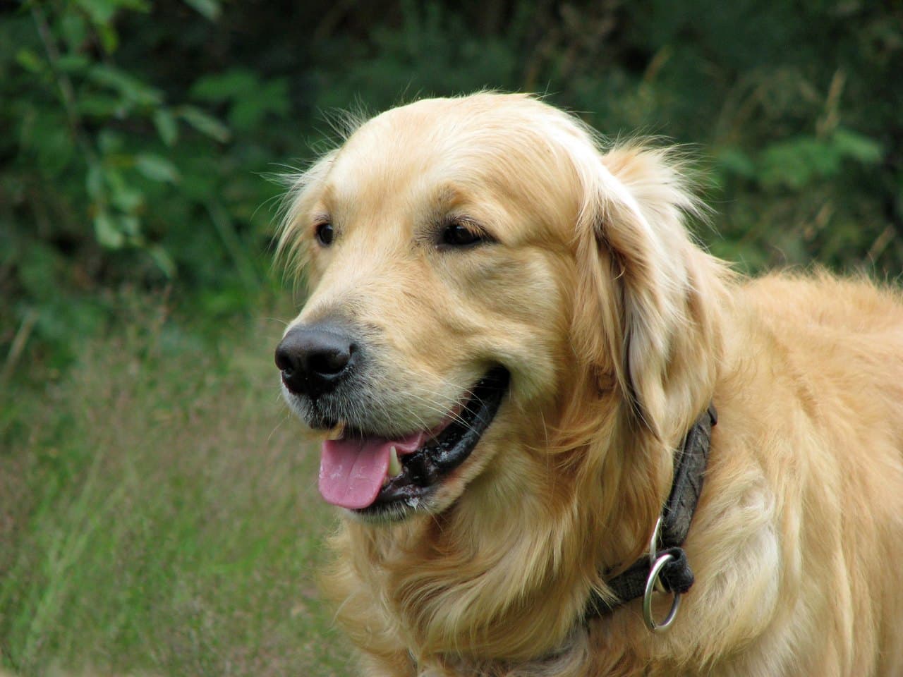 Golden retriever adulte à la robe dorée, de profil devant un fourré