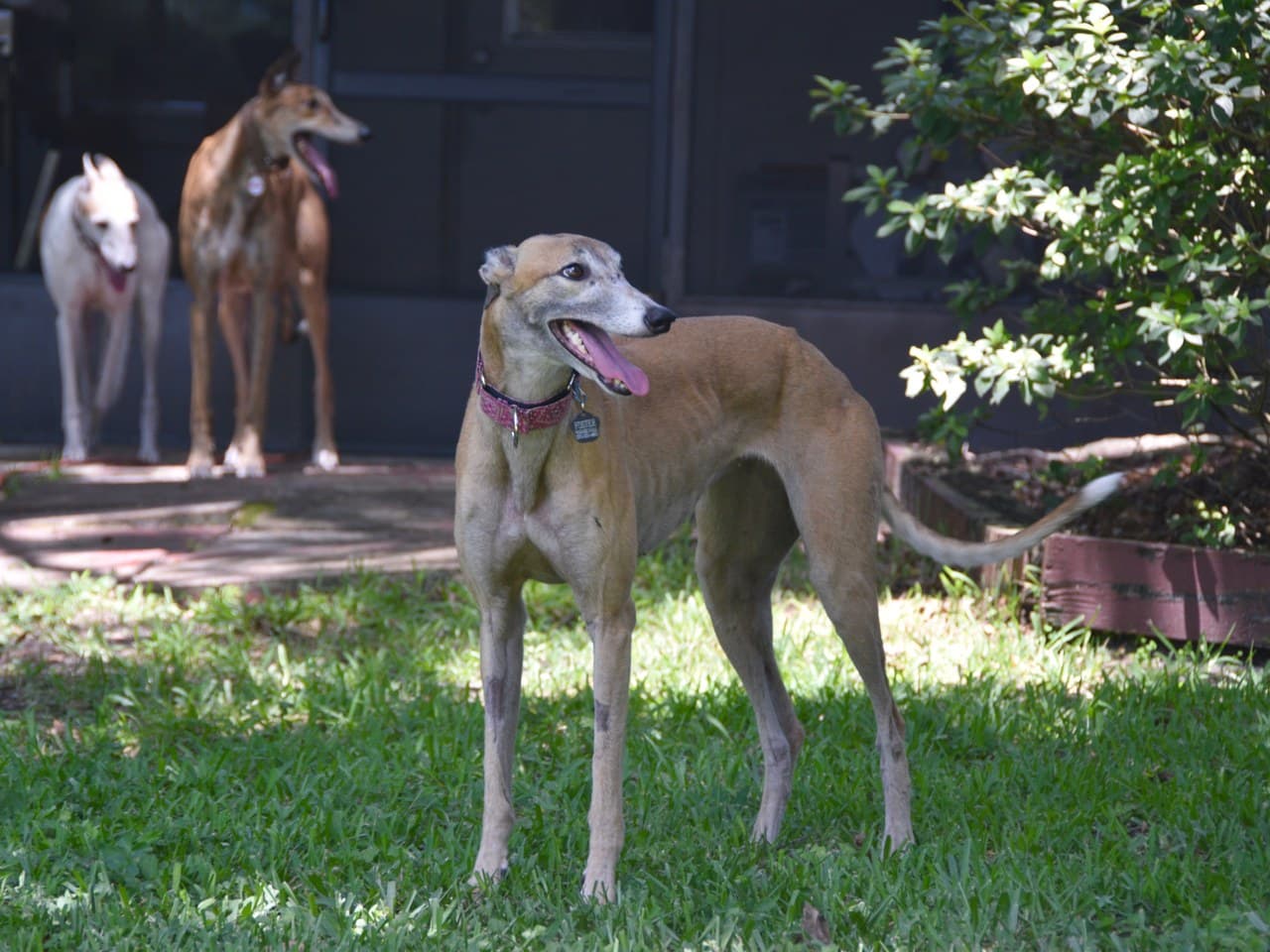 Greyhound adulte fauve debout de profil sur une pelouse, chien entier, tête tournée de trois quarts, oreilles en rose repliées, poitrine profonde descendant au coude et ventre remonté, collier fin à médaille, deux autres greyhounds sous la véranda derrière
