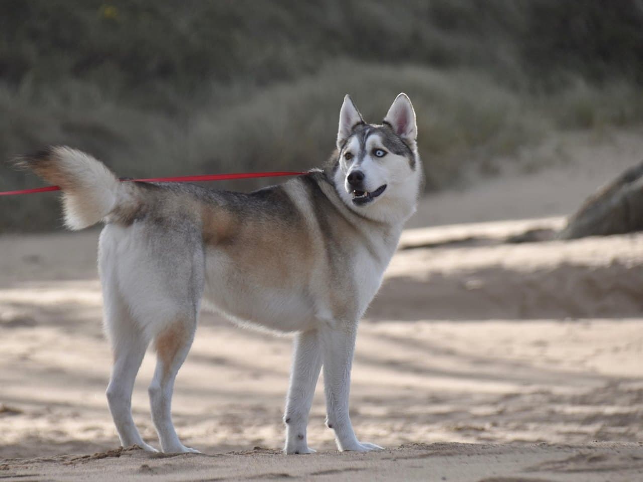 Husky sibérien gris et blanc debout de profil sur du sable, un œil bleu et un œil brun, queue en panache relevée au-dessus du dos